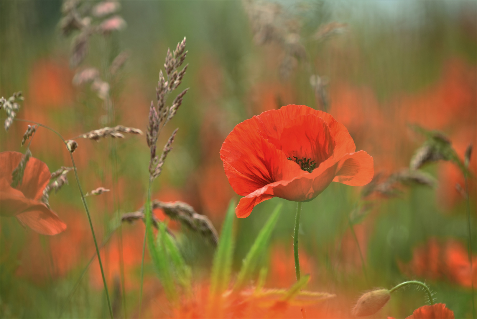 Mohn Sonnig