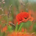 Mohn Sonnig