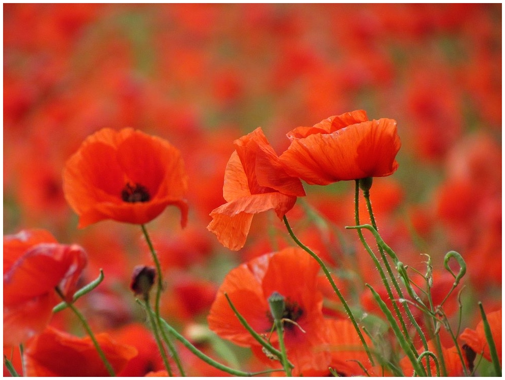 Mohn soweit das Auge reicht