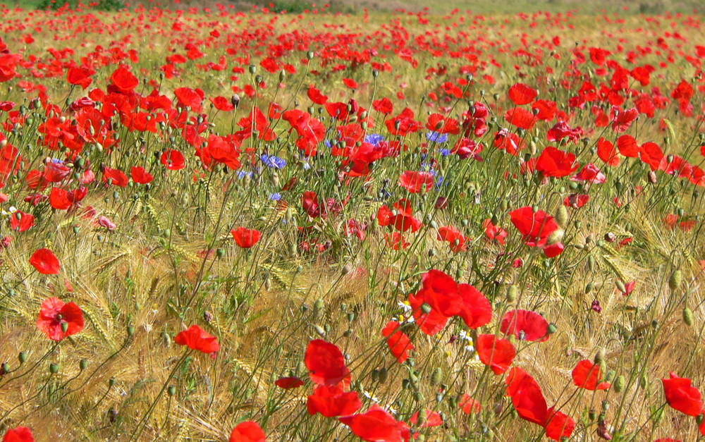 Mohn soweit das Auge reicht...