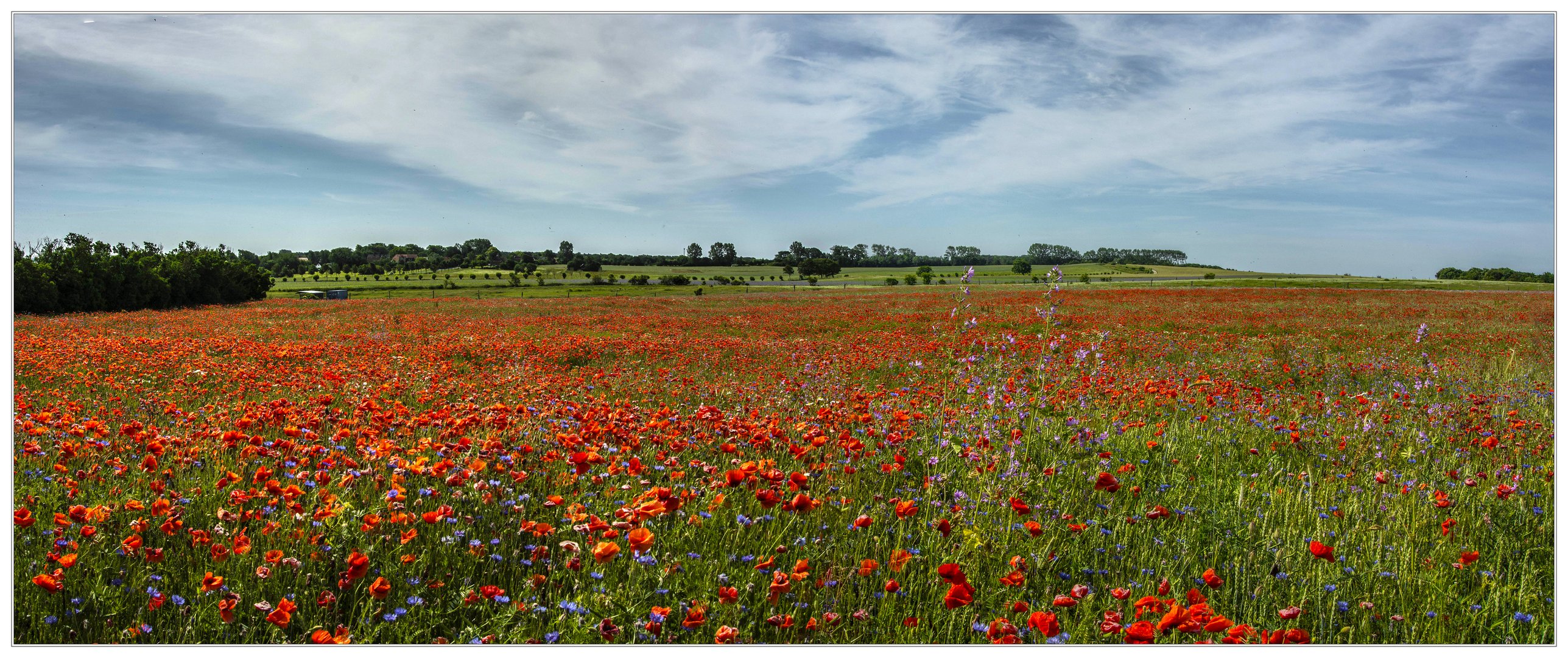 Mohn soweit das Auge reicht