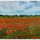 Mohn soweit das Auge reicht