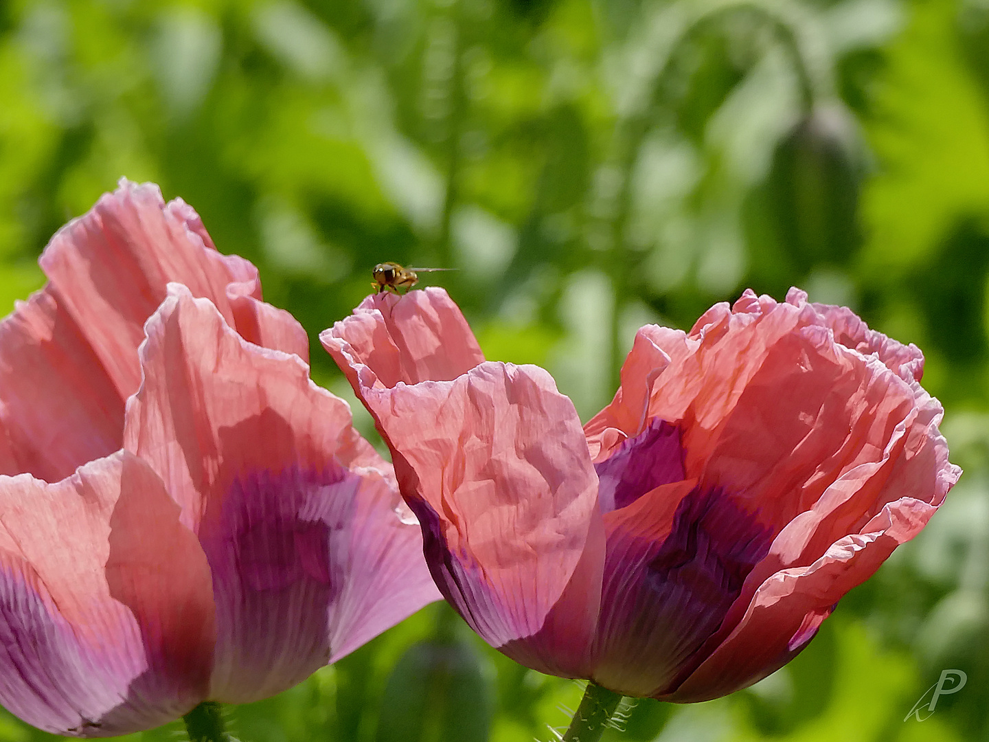 Mohn, soweit das Auge reicht ...