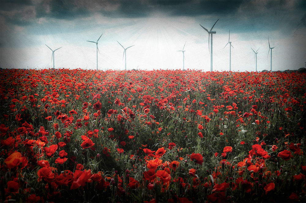 Mohn soweit das Auge reicht