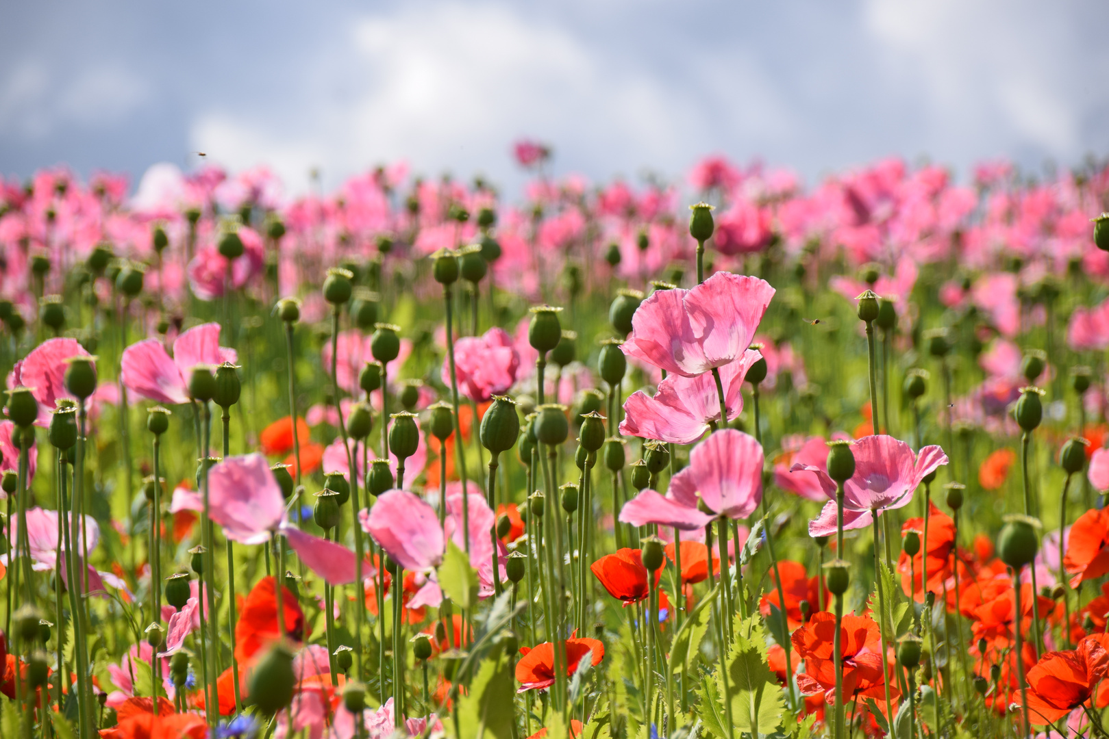 Mohn - soweit das Auge reicht