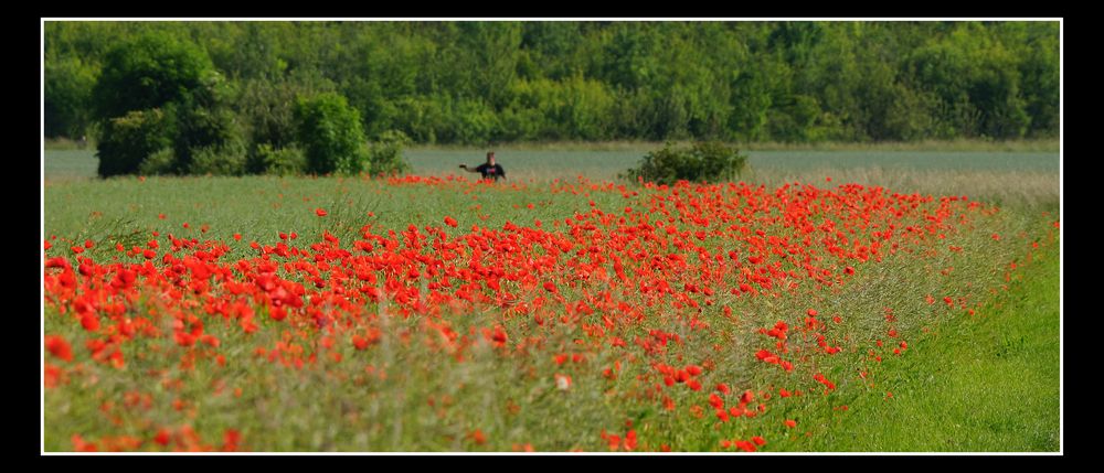 Mohn-Spanner ((-;