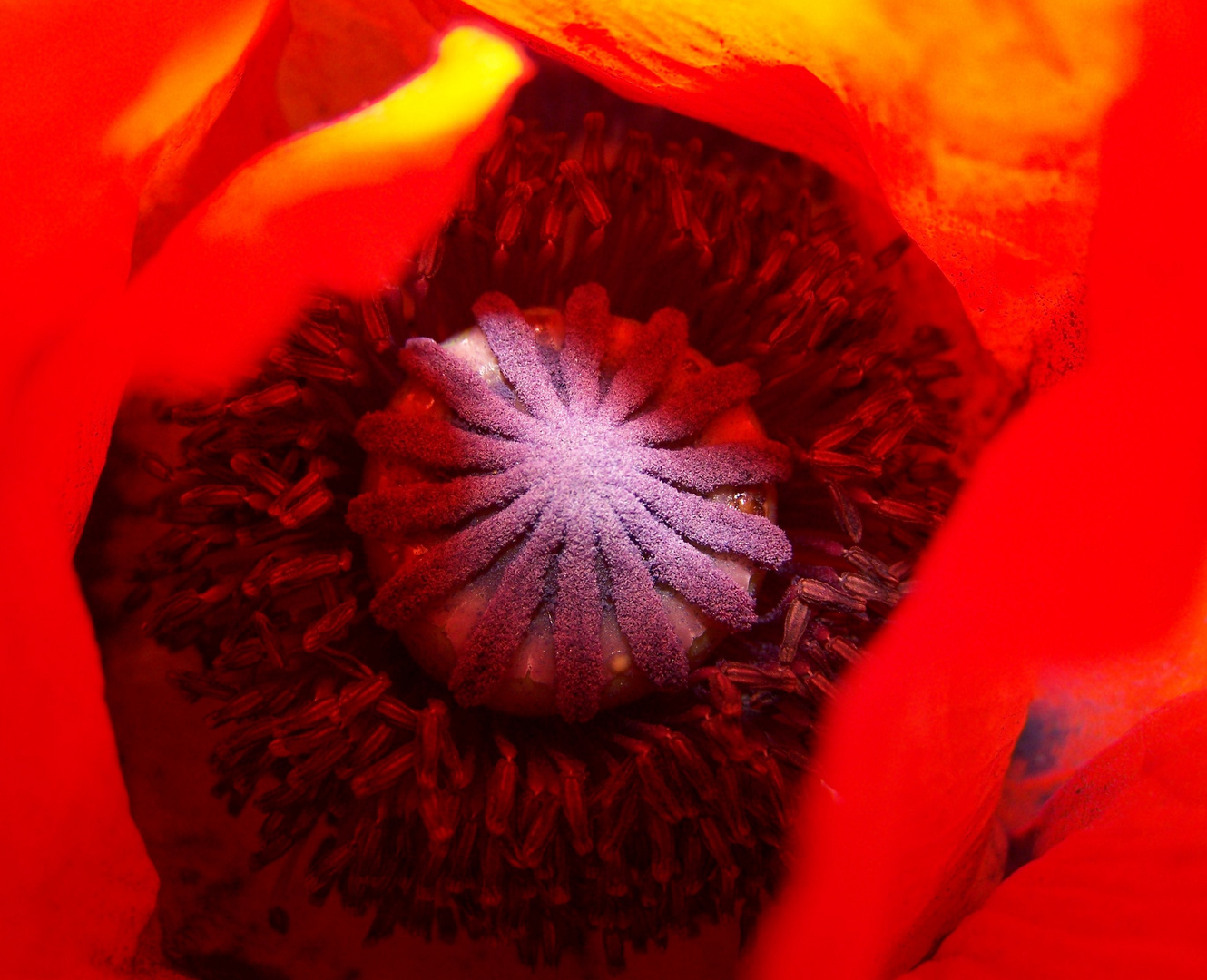 Mohn - Spot an !