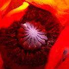 Mohn - Spot an !