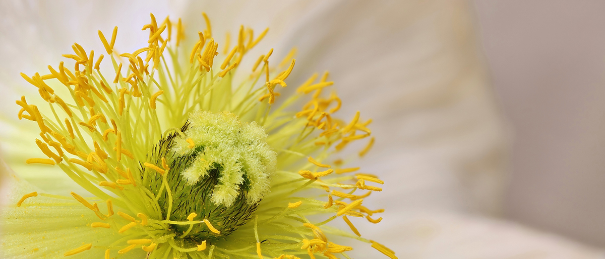 Mohn Stack aus 8 Fotos