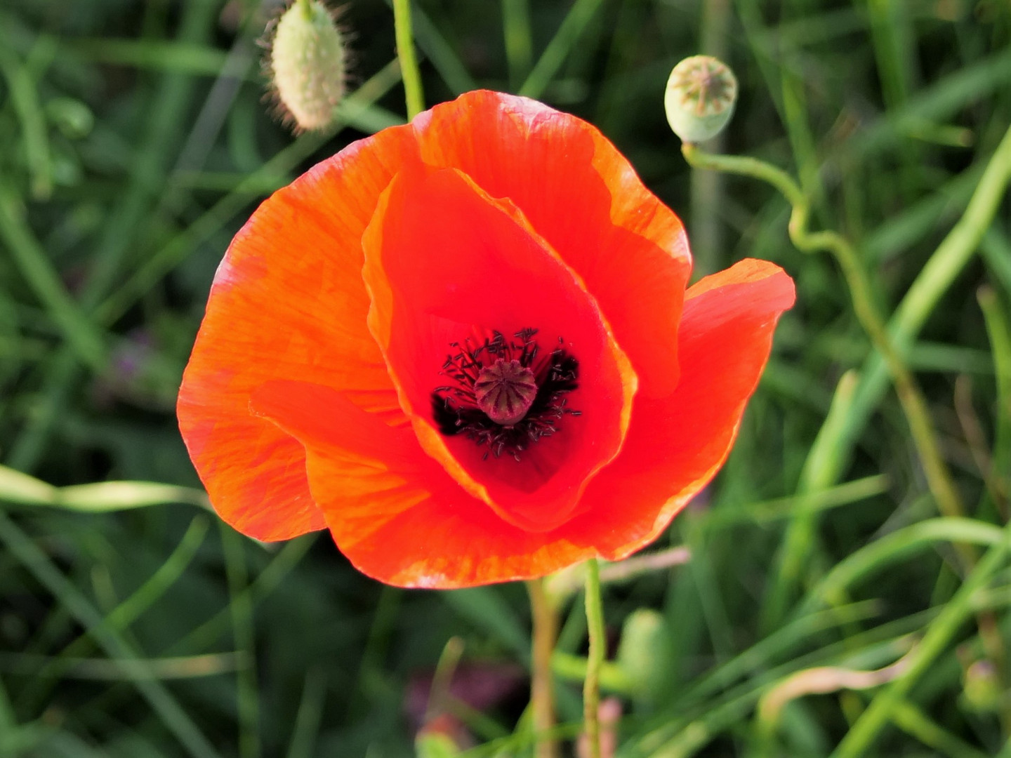 Mohn stand am Wegesrand