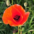 Mohn stand am Wegesrand