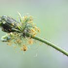 *MOHN-Stempel*