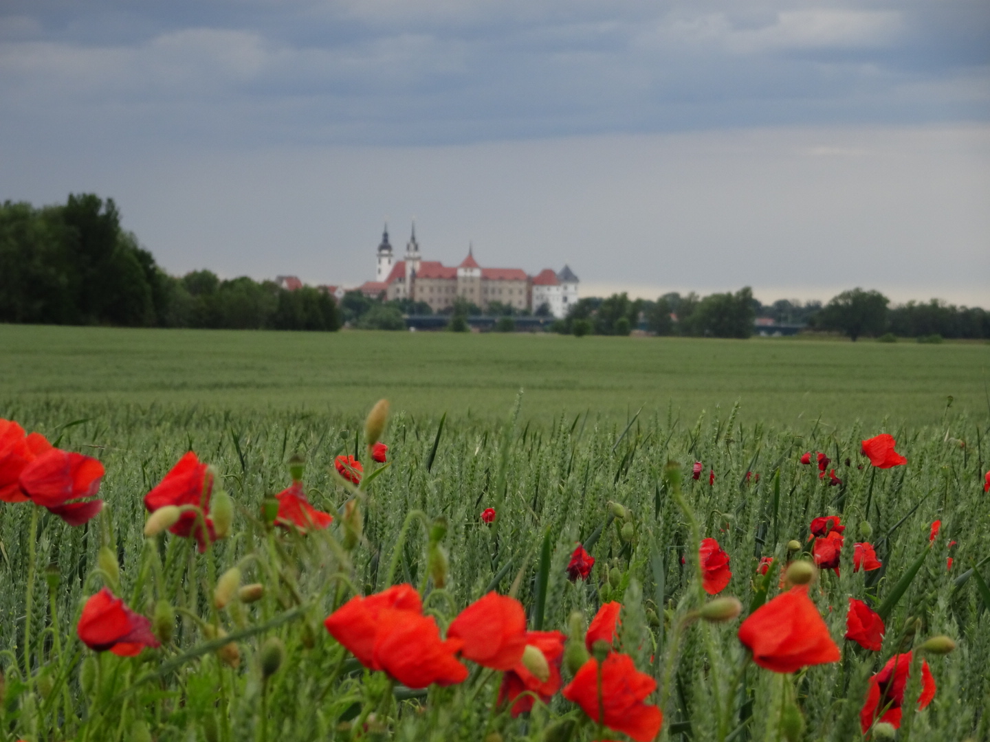 Mohn stielt dem Schloss die Show