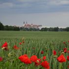 Mohn stielt dem Schloss die Show