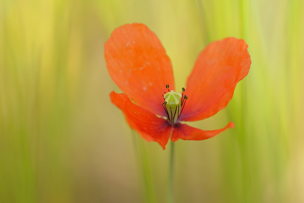 Mohn – Strahlen