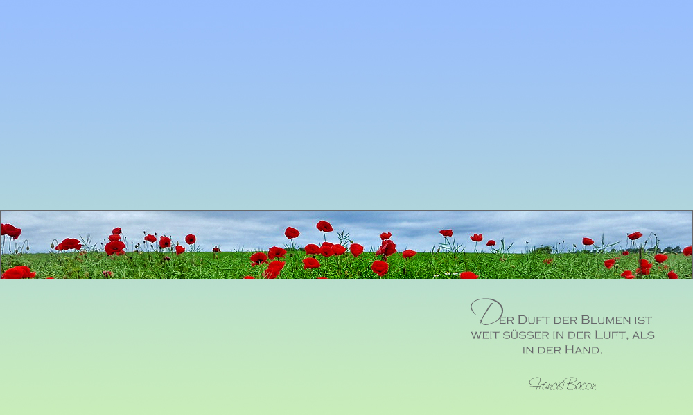 MOHN - STRIP