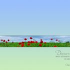 MOHN - STRIP