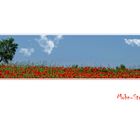 MOHN-STRIP