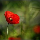 Mohn-Sucht......