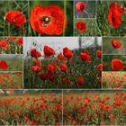 Mohn-Sucht.....