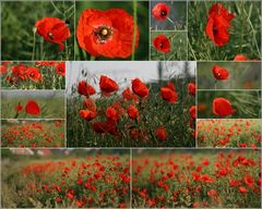 Mohn-Sucht.....