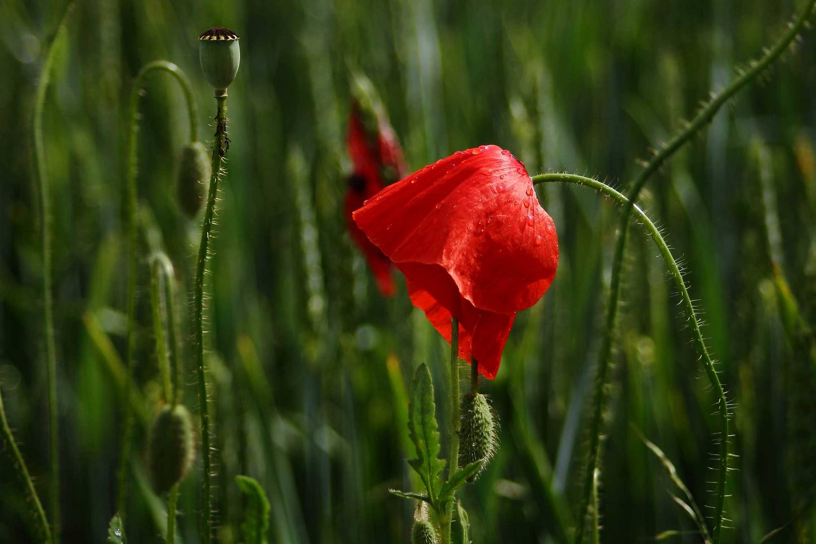 "Mohn = Suchtgefahr"