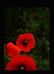 Mohn-Süchtig