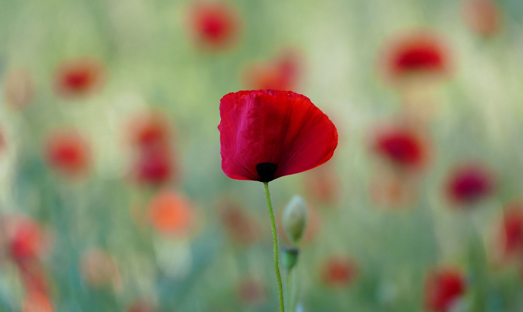 MOHN-süchtig