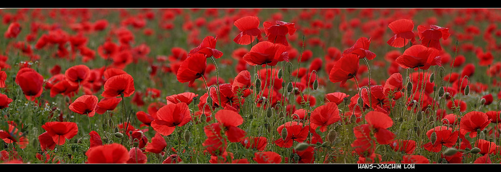 Mohn-Süchtig