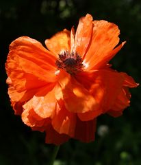 Mohn-süchtig