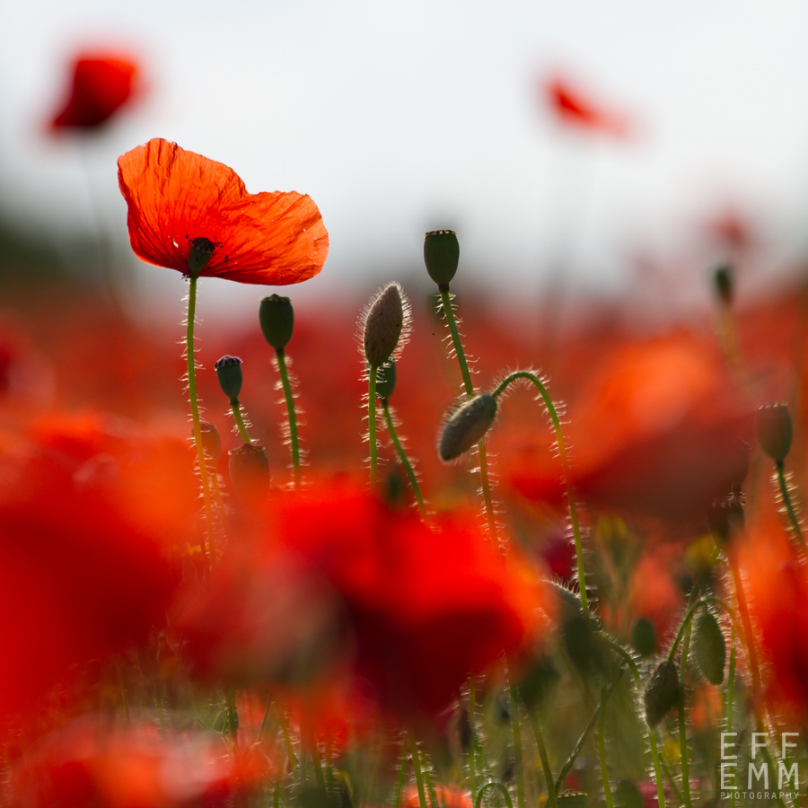 Mohn | Südschweden 2013