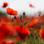 Mohn | Südschweden 2013