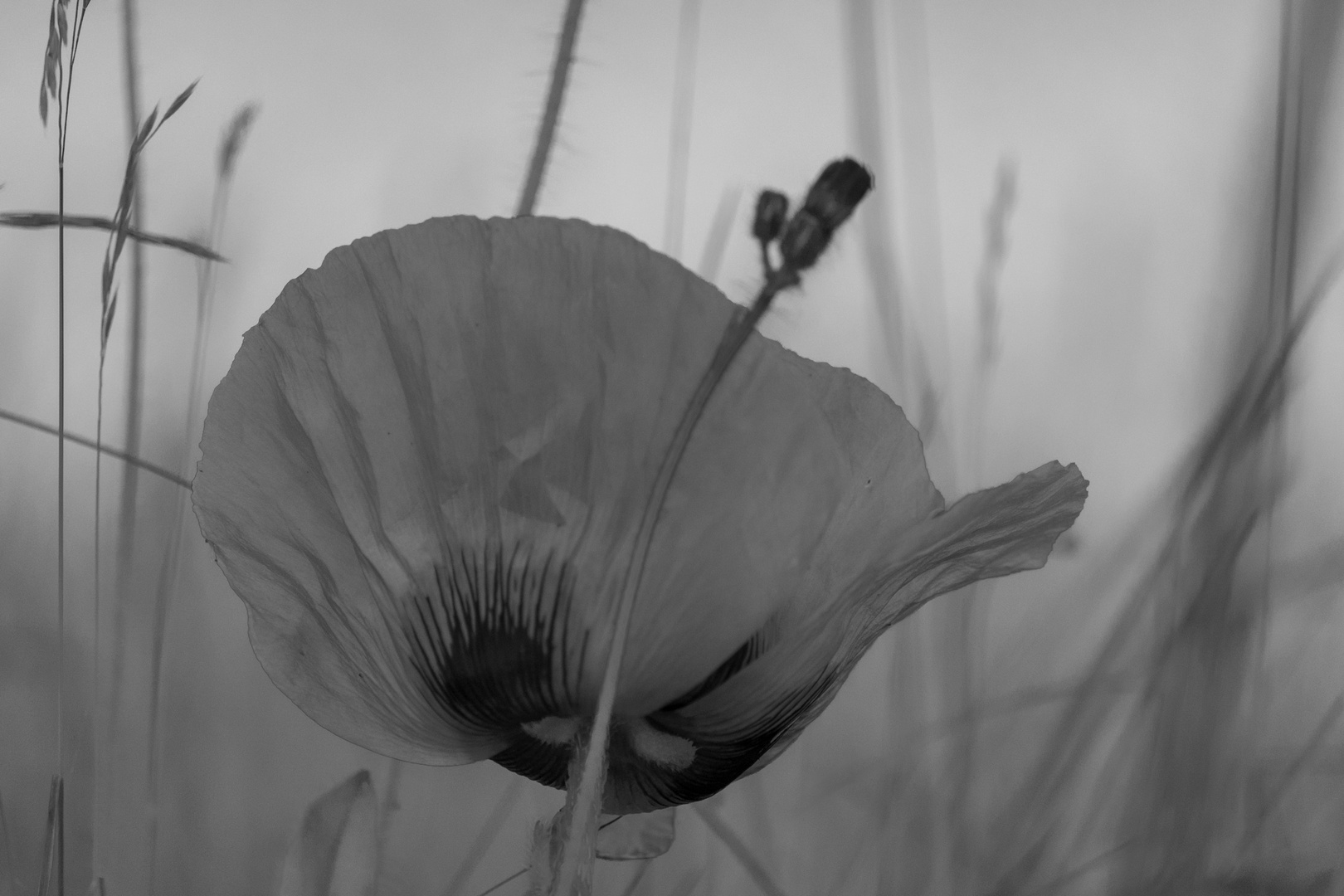 Mohn s/w