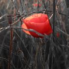 Mohn S/W