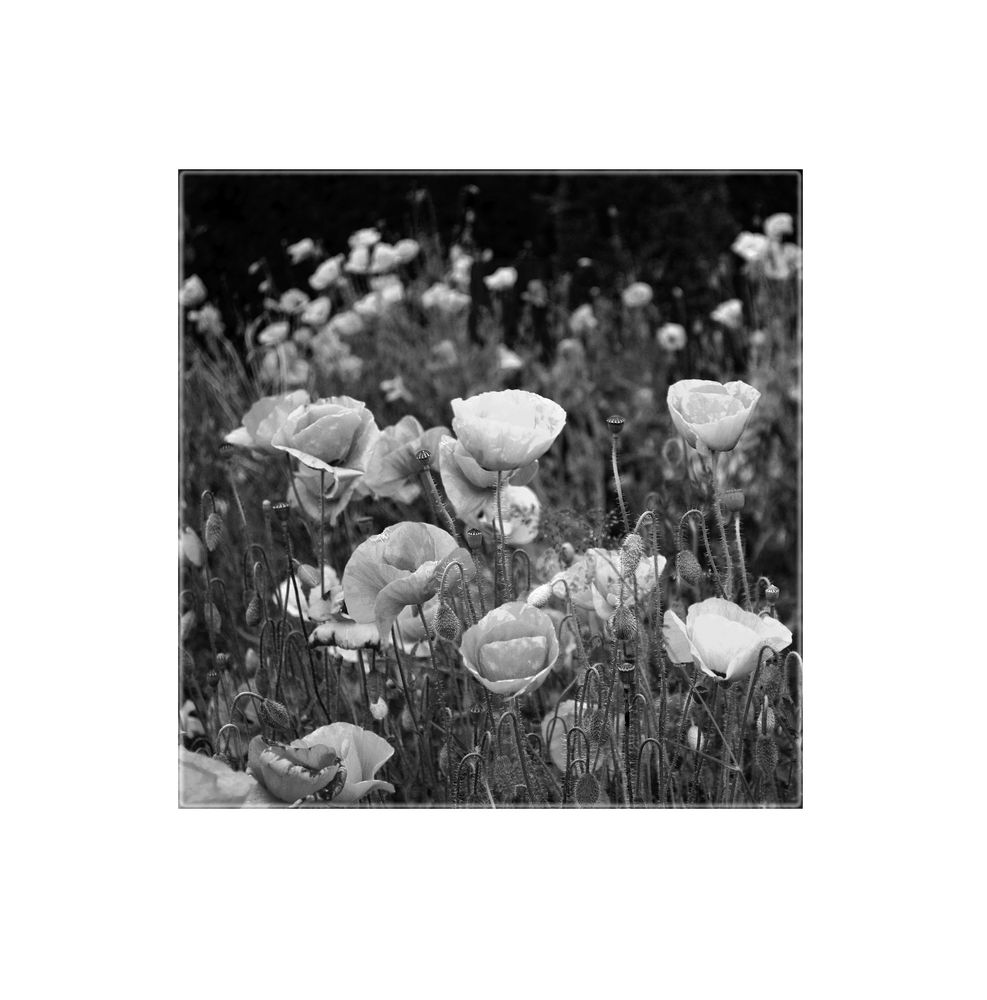 - Mohn sw -