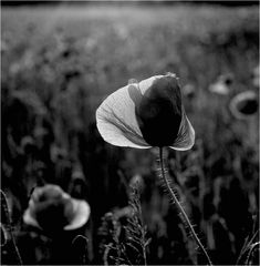 Mohn s/w