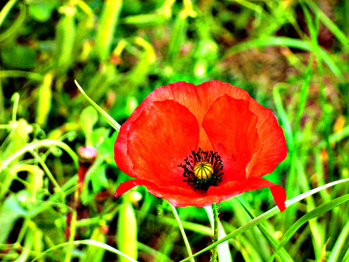 mohn sweet mohn