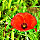 mohn sweet mohn