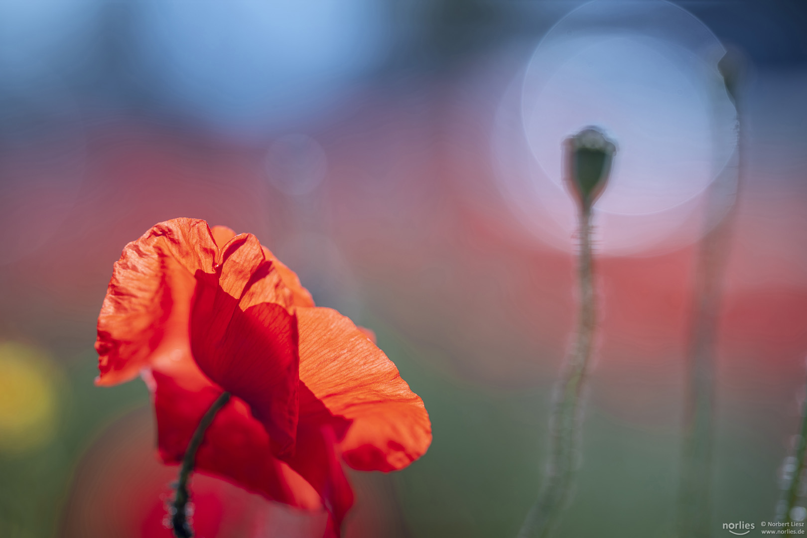 Mohn Symphonie