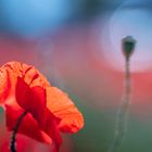 Mohn Symphonie