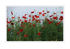 Mohn-Tag