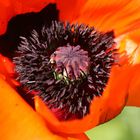 Mohn-Tag 2