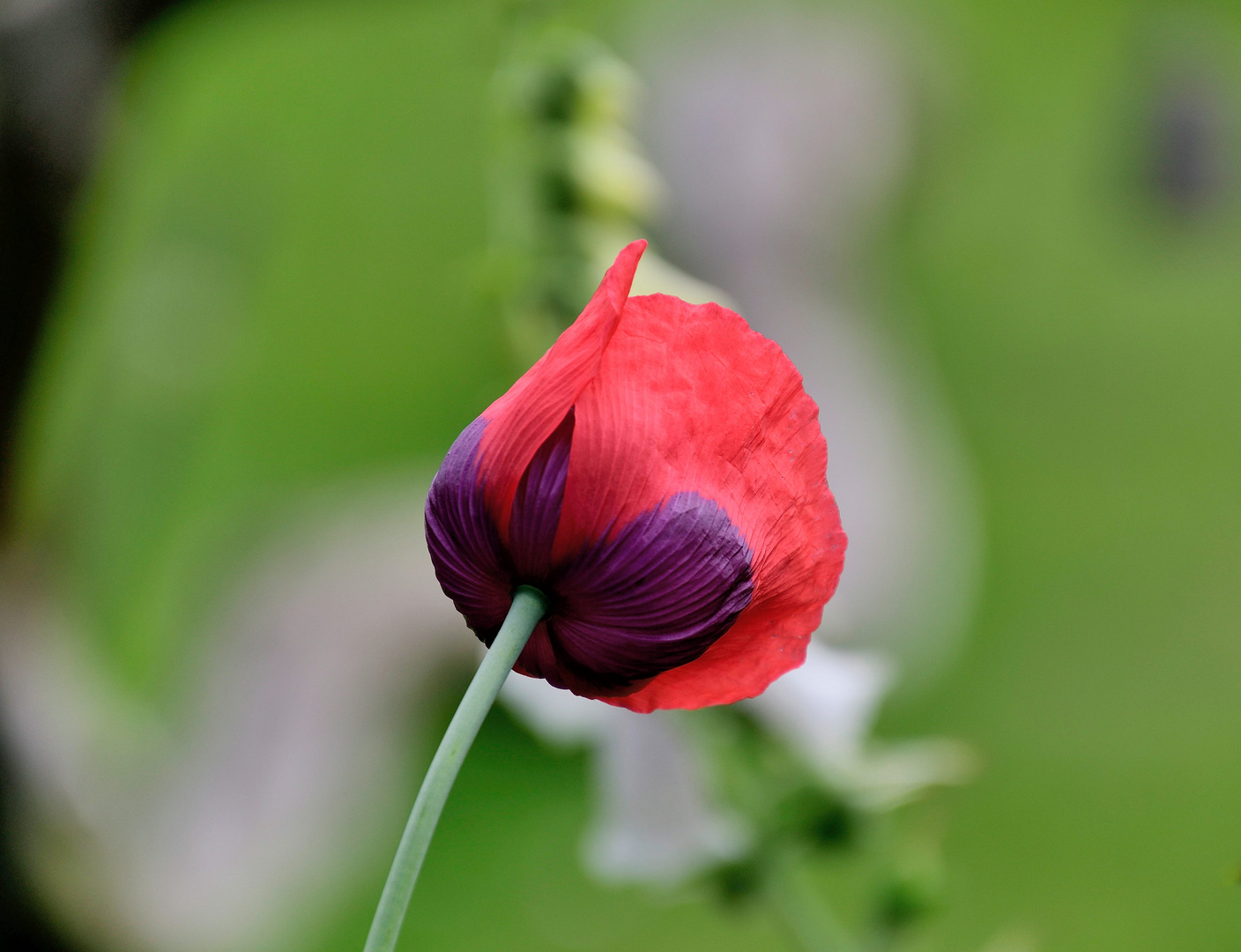 Mohn Tag