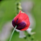 Mohn Tag