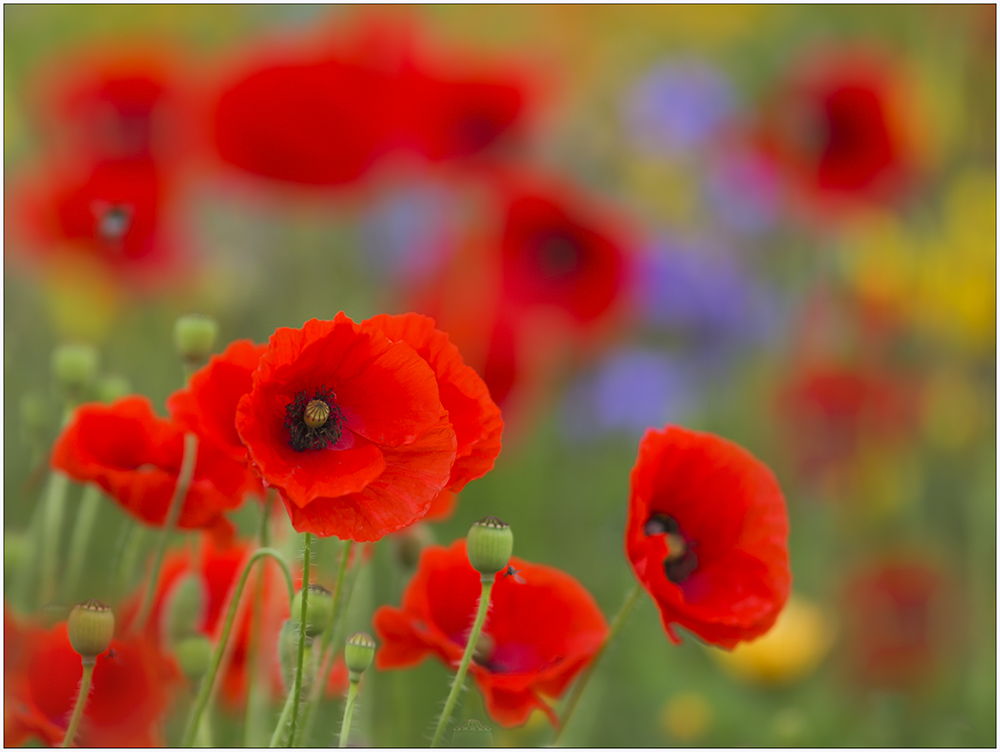 Mohn - Tag