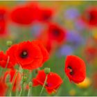 Mohn - Tag