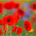 Mohn - Tag