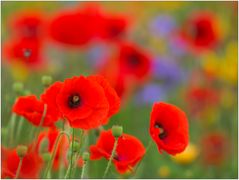 Mohn - Tag