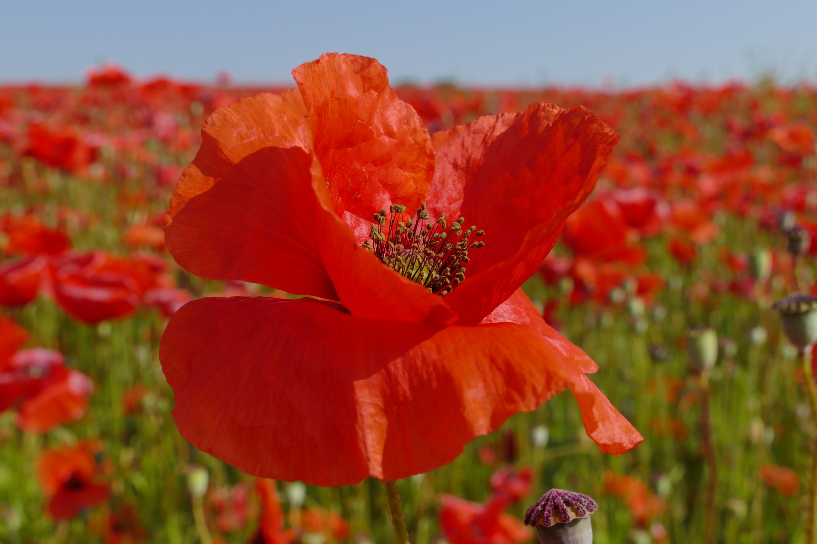 ...Mohn-Tag...