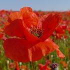 ...Mohn-Tag...